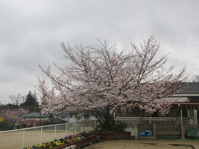 幼稚園の桜の木の全体の写真