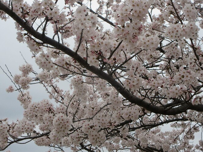 幼稚園の桜の花のアップの写真