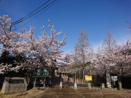 校門の桜