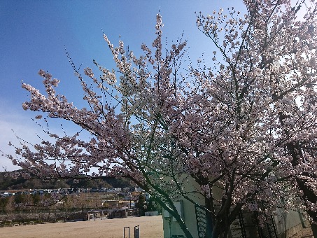 運動場の桜