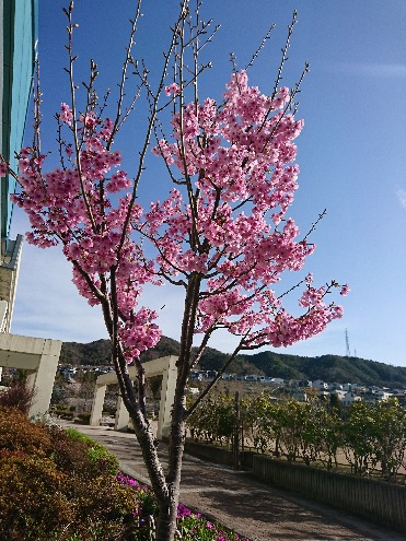 桜