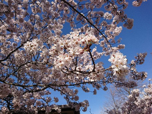 桜の花