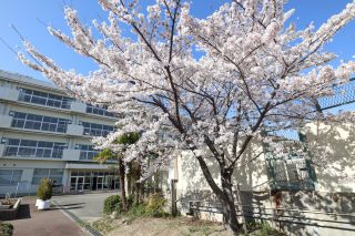 五月台中の桜2