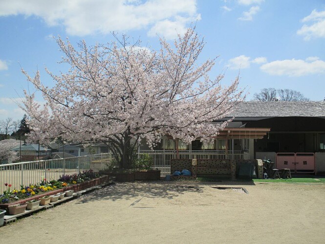 桜が満開です。