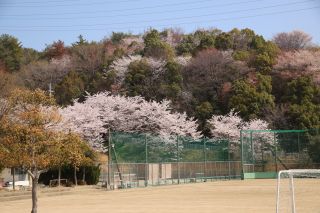 五中の桜