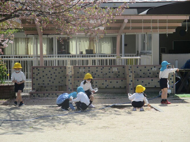 桜の花びらを、集めています。