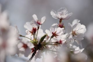 桜（イメージ）