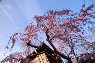 桜と飛行機雲