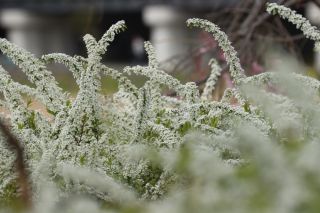 雪柳