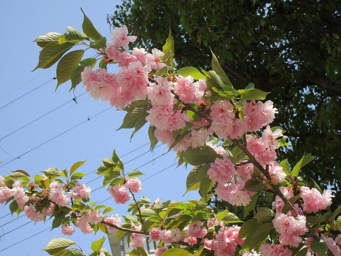 きれいに咲いてる八重桜