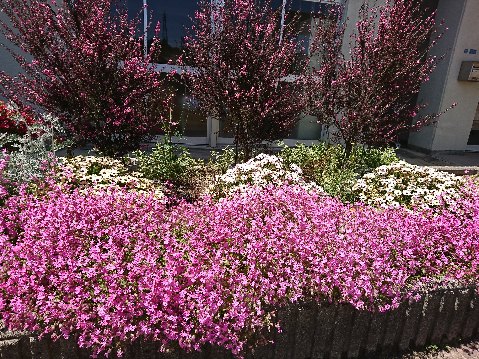 5月の花壇