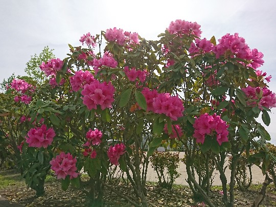 石楠花の花