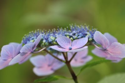 紫陽花