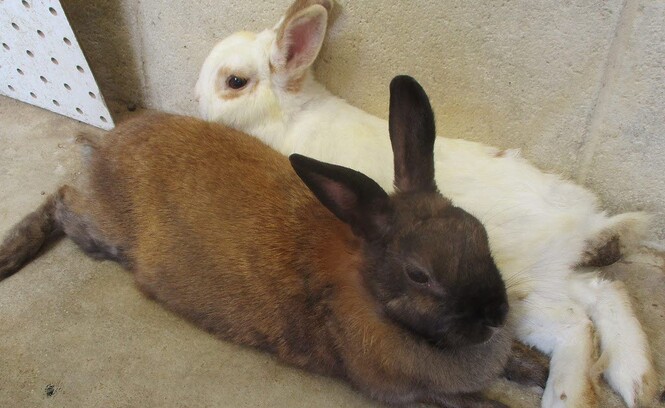 ウサギが寝転んでいる写真