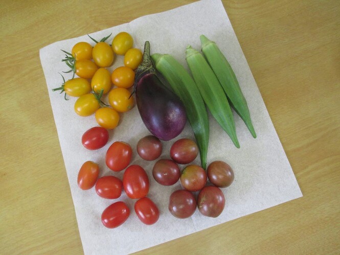 夏休みは、何日かに一回、先生たちで野菜を収穫しました。今回は、色がカラフルです。
