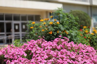 校門の花壇