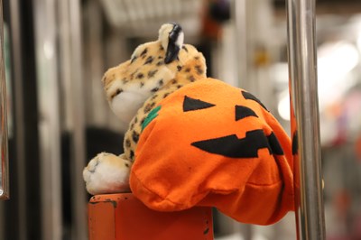 ハロウィンのとら