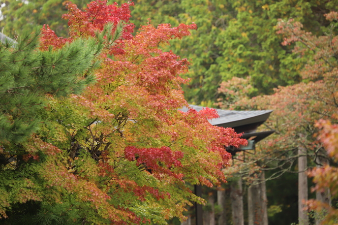 紅葉のモザイク