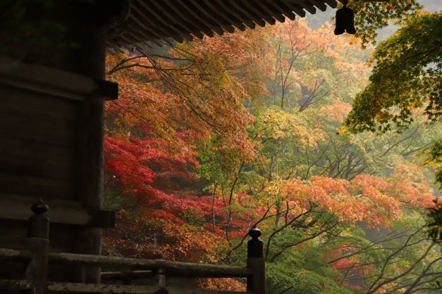 紅葉の色づきすすむ