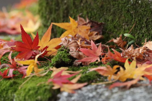 またまた散紅葉