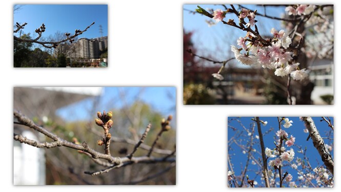 むしっ子ランドの桜の様子