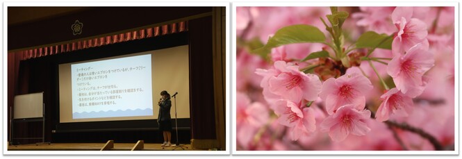 発表会と桜