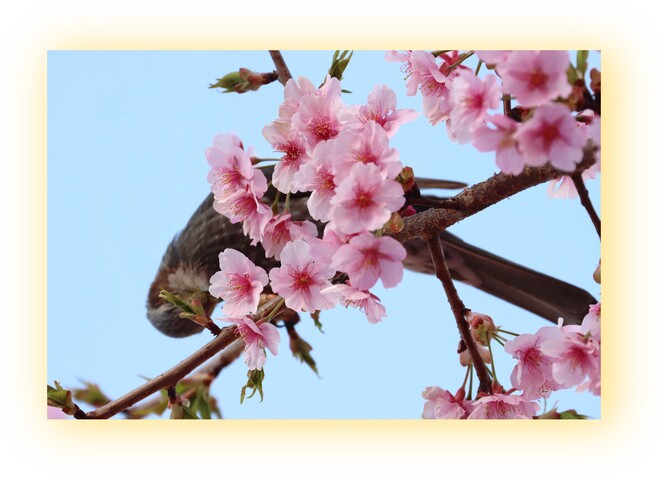 桜にヒヨドリ