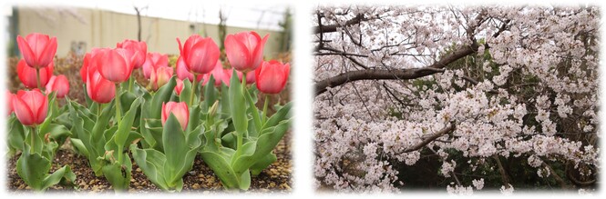 校庭のチューリップと桜