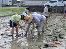 田植え