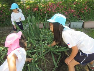 玉ねぎを収穫している子どもたちの写真