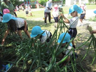 玉ねぎを収穫している子どもたちの写真