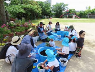 野菜の苗を植えている子どもたちの写真