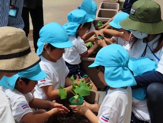 野菜の苗を植えている子どもたちの写真