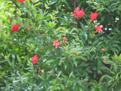 ザクロの花の写真