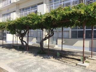 藤棚