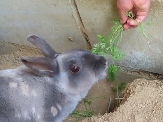 葉を食べているアシロの写真