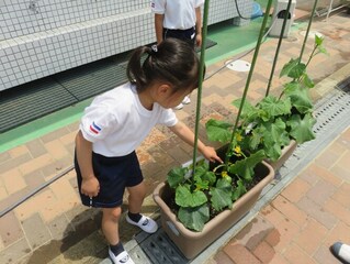 野菜を見ている子どもたちの写真