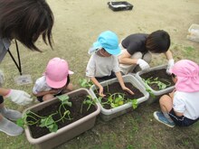 苗植えをしている子どもたちの写真