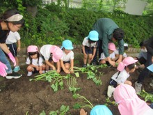 苗植えをしている子どもたちの写真