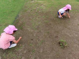 草抜きをしている子どもたちの写真