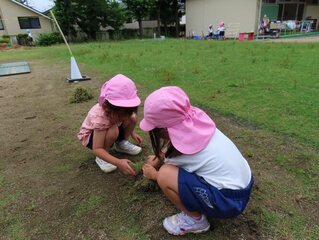 草抜きをしている子どもたちの写真