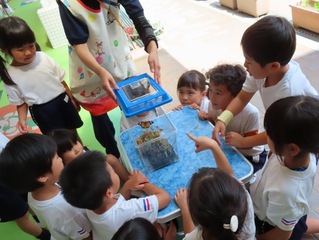 チョウチョウを見ている子どもたちの写真