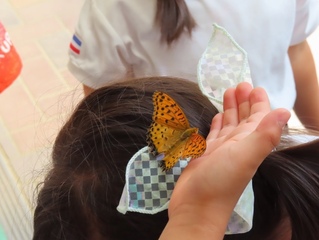 子どもの頭にとまったチョウの写真