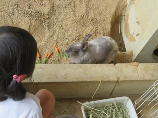 ウサギにご飯をあげているところを中継してみてもらっている子どもたちの写真