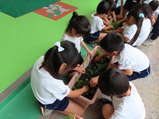 ミニニンジンを収穫している子どもたちの写真