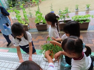 ミニニンジンを収穫している子どもたちの写真