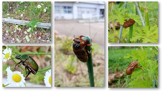 虫っこランドの虫たち