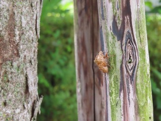 セミの抜け殻の写真