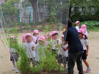 ふうせんかずらを見ている子どもたちの写真