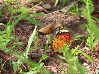 チョウチョウの写真